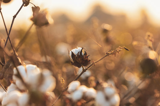 algodón orgánico en campo de cultivo