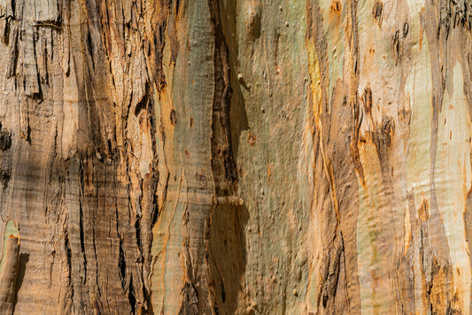 tronco de madera natural